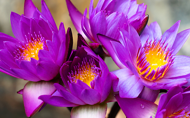 포토 JPG 해외이미지 식물 계절 꽃 호수 선 분홍색 백그라운드 잎 꽃무늬 자연 사람없음 초록색 물 컬러풀 태양 뷰티 장미 노란색 환경 정원 보라색 침묵 벚꽃 개화 제비꽃 명상 싱글 꽃가루 내추럴 해외포토 자연요소 컬러 무늬 소리 가루 생태계 파일형식 이미지허브