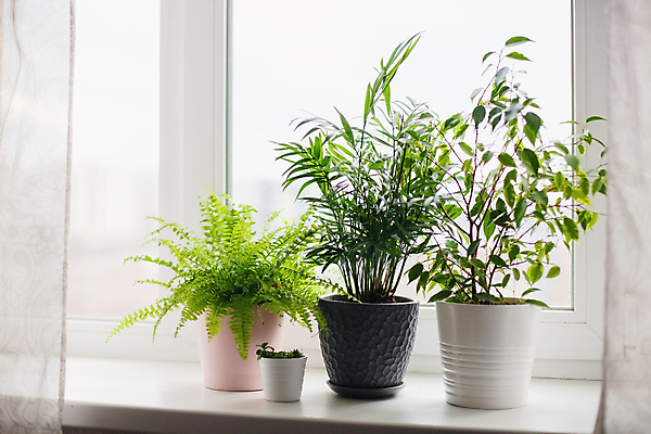 포토 JPG 해외이미지 식물 디자인 꽃 분홍색 컨셉 잎 꽃무늬 아파트 주택 손바닥 사람없음 내부 장식 초록색 정원 흙 회색 성장 흰색 신선 도자기 냄비 플라스틱 유기농 원예 내추럴 돌봄 땅바닥 생태학 스칸디나비아 양치류 이국적 콘크리트 그리너리 미니멀 해외포토 손 웰빙 교육 컬러 무늬 모션 재질 바닥 취미 건물 솥 파일형식 트랜드컬러 이미지허브