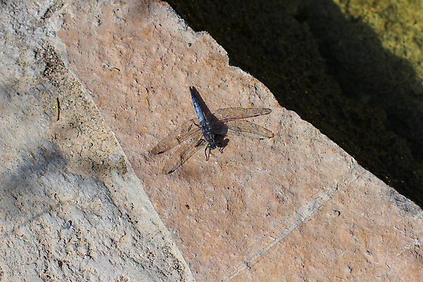 포토 JPG 해외이미지 동물 유럽 곤충 날개 자연 풍경 사람없음 물 파란색 뷰티 용 연못 닫기 잠자리 그리스 해외포토 자연요소 나라 컬러 모션 생태계 파일형식 이미지허브