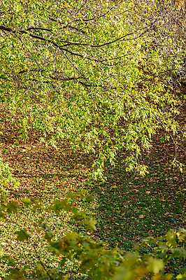 포토 JPG 해외이미지 주간 나무 식물 계절 공원 백그라운드 잎 오렌지 자연 풍경 사람없음 야외 컬러풀 뷰티 노란색 환경 정원 가을 나뭇가지 황금 숲 9월 생태계 10월 내추럴 삼림지대 해외포토 자연요소 공공시설 컬러 과일 날짜 파일형식 이미지허브