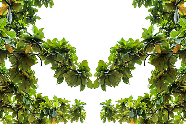 포토 JPG 해외이미지 나무 식물 템플릿 디자인 계절 백그라운드 잎 꽃무늬 패턴 일러스트 자연 하늘 추상 프레임 건강 사람없음 장식 초록색 환경 정원 봄 성장 흰색 나뭇가지 신선 숲 심볼 묘사 에코 유기농 원예 내추럴 고립 생태학 엘리먼트 이국적 하와이인 해외포토 외국인 웰빙 교육 꽃 컬러 무늬 취미 생태계 파일형식 이미지허브