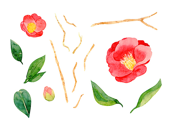 JPG 해외이미지 식물 잎 일러스트 붓터치 사람없음 꽃봉오리 번짐 동백 해외일러스트 꽃 파일형식 효과 이미지허브