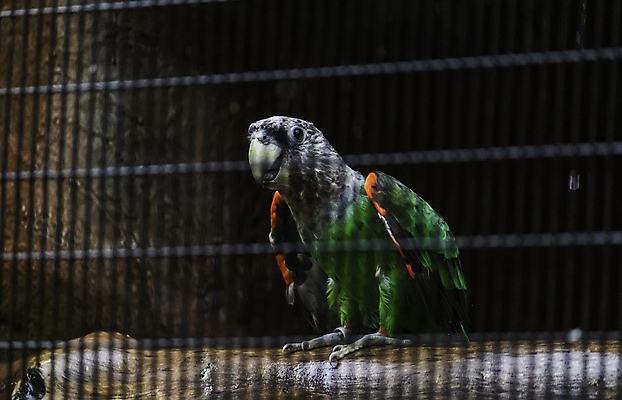 포토 JPG 해외이미지 동물 응시 남자 야생동물 날개 오렌지 자연 놀이 조류 검은배경 생물 동물원 대화 서기 앉기 사람없음 빨간색 초록색 반려동물 컬러풀 뷰티 노란색 정원 회색 집중 깃털 부리 앵무새 새장 노려봄 고립 이국적 해외포토 멸종위기종 시선 컬러 백그라운드 컨셉 과일 모션 표정 말하기 사람 검은색 생태계 케이지 파일형식 이미지허브