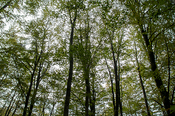 포토 JPG 해외이미지 나무 식물 계절 공원 백그라운드 잎 자연 하늘 아침 산 이끼 풍경 사람없음 목재 초록색 여름 빛 햇빛 태양 일출 환경 맑음 일몰 봄 새벽 성장 시골 황무지 숲 큼 내추럴 굴곡 방법 해외포토 주간 자연요소 공공시설 컬러 재료 날씨 노을 크기 생태계 파일형식 이미지허브