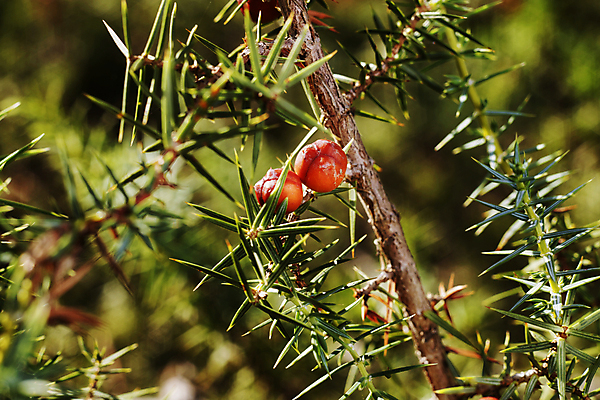 포토 JPG 해외이미지 나무 식물 열매 백그라운드 잎 재료 자연 씨앗 사람없음 야외 빨간색 초록색 나뭇가지 양념 약초 허브 향신료 묘사 유기농 상록수 침엽수 원뿔 숙성 식용 향나무 해외포토 도형 웰빙 컬러 풀_식물 생태계 향미료 파일형식 이미지허브