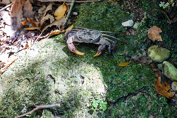포토 JPG 해외이미지 동물 유럽 모래 바다 섬 여행 나비 자연 하늘 휴가 따뜻함 파노라마 사람없음 물 파란색 햇빛 태양 계곡 맑음 게 뜨거움 숲 지중해 그리스 암초 그리스인 민물 해외포토 자연요소 서양인 나라 컬러 곤충 날씨 촬영기법 갑각류 생태계 파일형식 이미지허브