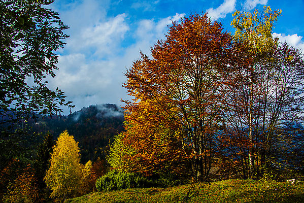 포토 JPG 해외이미지 나무 식물 구름 계절 유럽 길 잎 오렌지 풍경 사람없음 야외 목재 파란색 빛 노란색 환경 화목 침묵 이탈리아 산책 등산 꿈 하이킹 가을 숲 신비 11월 알프스 조경 마법 방법 생태학 해외포토 자연요소 교육 나라 컬러 컨셉 과일 재료 레저 휴식 소리 트래킹 날짜 파일형식 이미지허브