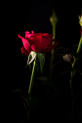 포토 JPG 해외이미지 식물 1 기념일 꽃잎 꽃 포스터 줄기 분홍색 꽃다발 백그라운드 잎 꽃무늬 자연 발렌타인데이 선물 사랑 사람없음 그래픽 장식 빨간색 초록색 뷰티 장미 검은색 활발 벚꽃 흰색 신선 다발 심볼 싱글 열정 고립 해외포토 감정 컬러 컨셉 무늬 데이이벤트 이벤트 생태계 파일형식 이미지허브