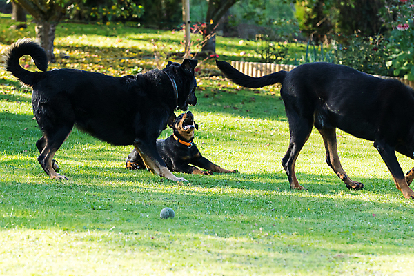 포토 JPG 해외이미지 동물 행복 백그라운드 포유류 자연 놀이 경비 성인 사람없음 야외 반려동물 갈색 검은색 양치기 우아함 개 강아지 송곳니 프랑스어 기르기 유래 해외포토 직업 문자 감정 컬러 컨셉 안전 사람 치아 보호 생태계 돌봄 파일형식 이미지허브