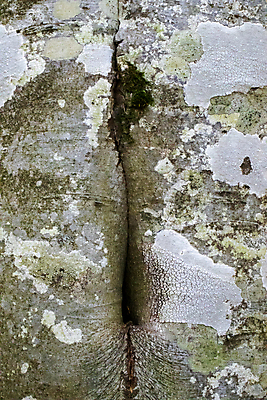 포토 JPG 해외이미지 나무 식물 벽 백그라운드 패턴 자연 표면 날씨 프레임 파노라마 이끼 사람없음 건물 목재 초록색 갈색 회색 껍질 소나무 거친 보호 숲 낟알 피부 묘사 유기농 질감 나무껍질 섬유 내추럴 수목 옛날 울퉁불퉁 콘크리트 해외포토 건축물 웰빙 컬러 컨셉 무늬 재료 촬영기법 신체부위 직물 생태계 파일형식 이미지허브