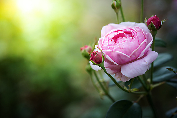 포토 JPG 해외이미지 식물 계절 꽃 분홍색 백그라운드 잎 밭 비즈니스 자연 불꽃 선물 사랑 풍경 사람없음 야외 장식 빨간색 초록색 여름 햇빛 장미 노란색 상점 봄 벚꽃 가을 흰색 그룹 시장 허브 주기 원예 제비 해외포토 감정 컬러 농업 모션 조류 불 취미 태양 생태계 파일형식 이미지허브
