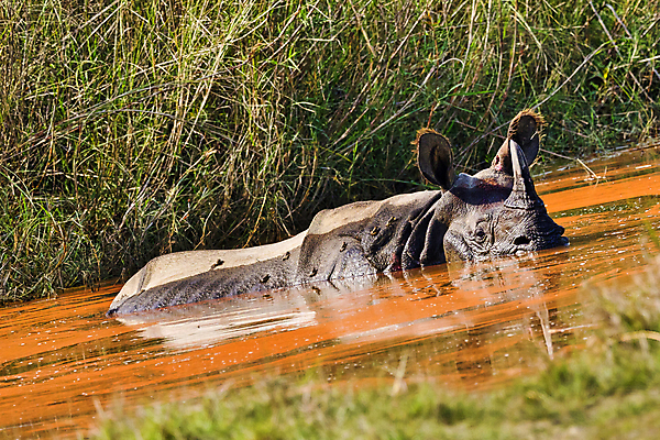 포토 JPG 해외이미지 동물 아시아 야생동물 자연 국립공원 사람없음 초록색 환경 목욕 젖음 다양 보호 습지 숲 생태계 생물학 네팔 코뿔소 서식지 동물상 무료 보호구역 생태학 해외포토 공원 교육 나라 컬러 다수 컨셉 포유류 조형물 청결 구역 파일형식 이미지허브