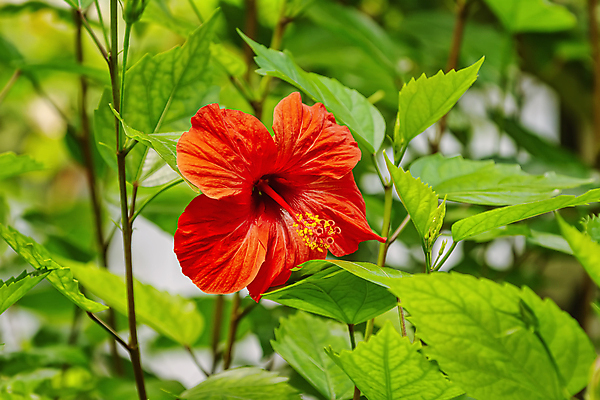 포토 JPG 해외이미지 주간 자연 사람없음 야외 빨간색 연두색 나뭇가지 풀기 히비스커스 해외포토 자연요소 나무 꽃 컬러 모션 초록색 생태계 파일형식 이미지허브