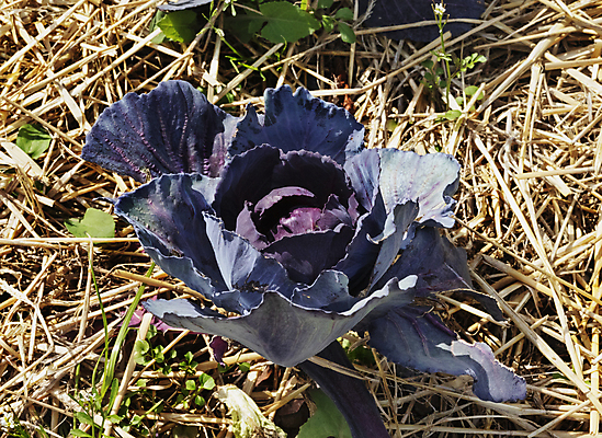 포토 JPG 해외이미지 식물 계절 꽃 음식 잎 농업 다이어트 채소 재료 자연 사람없음 야외 농장 맑음 수확 성장 시골 신선 맛 먹기 유기농 양배추 날것 건강식 내추럴 채소밭 땅바닥 채식주의자 세련 해외포토 웰빙 산업 컨셉 밭 모션 날씨 바닥 건강 생태계 채식 파일형식 이미지허브