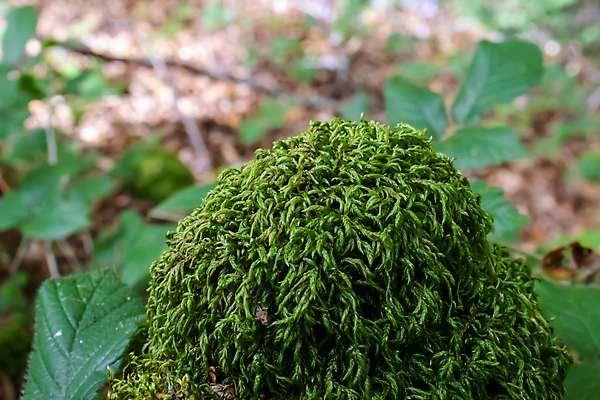 포토 JPG 해외이미지 식물 공원 야생동물 백그라운드 자연 이끼 풍경 사람없음 장식 초록색 빛 컬러풀 햇빛 농장 평화 일출 환경 정원 맑음 일몰 하이킹 성장 가을 황무지 닫기 숲 작음 수분 땅 질감 장면 내추럴 땅바닥 생태학 심기 해외포토 동물 계절 공공시설 교육 컬러 컨셉 농업 모션 레저 날씨 바닥 태양 노을 크기 생태계 파일형식 이미지허브