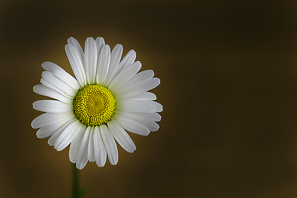 포토 JPG 해외이미지 모양 식물 1 디자인 꽃잎 꽃 백그라운드 컨셉 꽃무늬 자연 사람없음 목재 장식 가로 빛 뷰티 노란색 머리 우주 봄 벚꽃 흰색 신선 개화 묘사 싱글 질감 데이지 내추럴 고립 해외포토 나무 계절 컬러 무늬 재료 신체부위 생태계 파일형식 이미지허브