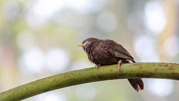 포토 JPG 해외이미지 나무 식물 동물 아시아 야생동물 백그라운드 날개 자연 조류 종류 동양인 사람없음 야외 초록색 컬러풀 갈색 노란색 환경 정원 흰색 나뭇가지 깃털 부리 참새 내추럴 스리랑카 해외포토 나라 컬러 인종 생태계 파일형식 이미지허브