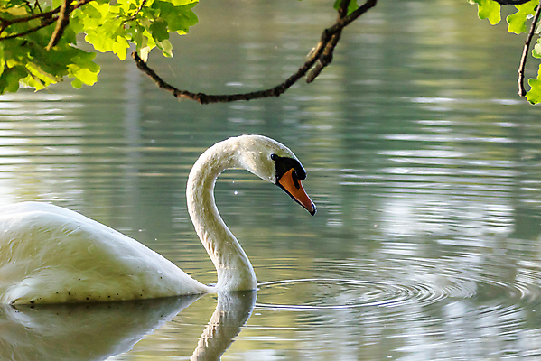 포토 JPG 해외이미지 주간 한마리 호수 사람없음 야외 백조 해외포토 자연요소 1 조류 파일형식 이미지허브
