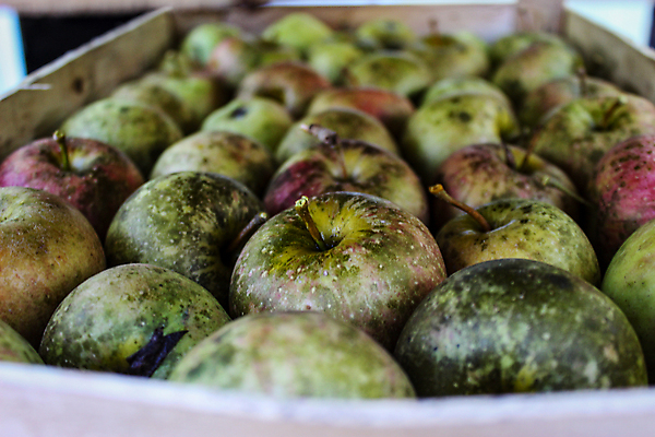 포토 JPG 해외이미지 나무 식물 계절 음식 백그라운드 잎 농업 과일 자연 건강 사람없음 목재 빨간색 초록색 농장 쌓기 정원 수확 성장 가을 나뭇가지 시골 신선 얼룩 사과 나무상자 상쾌 유기농 원예 생물학 장면 국산 내추럴 밭일 핸드메이드 해외포토 웰빙 교육 감정 산업 컬러 재료 모션 취미 상자 생태계 파일형식 이미지허브