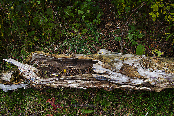 포토 JPG 해외이미지 나무 식물 계절 공원 백그라운드 자연 이끼 사람없음 야외 목재 초록색 갈색 환경 죽음 신선 숲 질감 나무껍질 내추럴 썩음 옛날 해외포토 공공시설 컬러 재료 껍질 생태계 파일형식 이미지허브