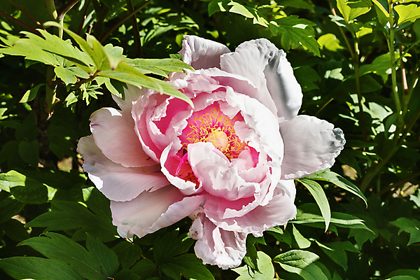 포토 JPG 해외이미지 식물 계절 꽃잎 꽃 분홍색 백그라운드 잎 꽃무늬 자연 사랑 사람없음 야외 여름 컬러풀 노란색 정원 맑음 보라색 벚꽃 흰색 축하 신선 우아함 꽃집 부드러움 꽃수술 작약 해외포토 감정 컬러 컨셉 무늬 날씨 상점 감각 생태계 파일형식 이미지허브
