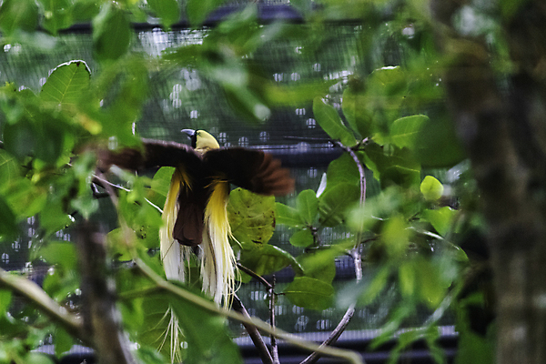 포토 JPG 해외이미지 나무 동물 계절 아시아 야생동물 백그라운드 패턴 자연 조류 종류 사람없음 야외 빨간색 초록색 컬러풀 갈색 노란색 환경 정원 검은색 봄 흰색 나뭇가지 행운 황금 우아함 숲 열대우림 깃털 인도네시아 멸종 강렬 파라다이스 해외포토 식물 나라 컬러 컨셉 무늬 생태계 파일형식 이미지허브