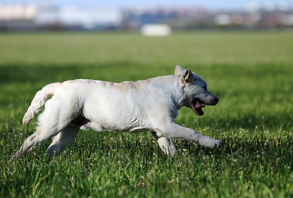포토 JPG 해외이미지 응시 공원 행복 어린이 놀이 탁자 사람없음 반려동물 노란색 귀여움 기쁨 개 리트리버 달콤 강아지 래브라도리트리버 위치 창백 기르기 유래 해외포토 동물 시선 공공시설 감정 컬러 가구 컨셉 포유류 사람 맛 돌봄 파일형식 이미지허브