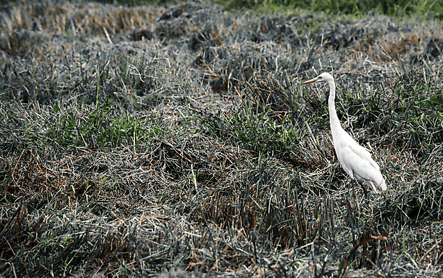 포토 JPG 해외이미지 주간 야생동물 백그라운드 이동 자연 조류 종류 씨앗 성인 사람없음 햇빛 뷰티 환경 봄 수확 흰색 죽음 거친 황무지 둥지 습지 먹이 땅 왜가리 심볼 깃털 부리 장면 목 철새 논밭 울퉁불퉁 재앙 화상 해외포토 자연요소 식물 동물 계절 컬러 컨셉 밭 농업 논 사람 신체부위 태양 상처 생태계 파일형식 이미지허브