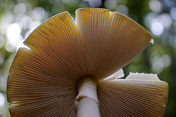 포토 JPG 해외이미지 식물 계절 음식 줄기 백그라운드 채소 자연 하늘 산 바닥 그림자 사람없음 가로 초록색 파란색 빛 햇빛 태양 갈색 노란색 환경 스크린 버섯 흰색 신선 반지 황무지 센터 숲 볼터치 아래 묘사 질감 양산 밀짚 내추럴 고립 블러 캡모자 해외포토 자연요소 모자_잡화 컬러 장신구 화장 짚 방향 생태계 위치 파일형식 이미지허브