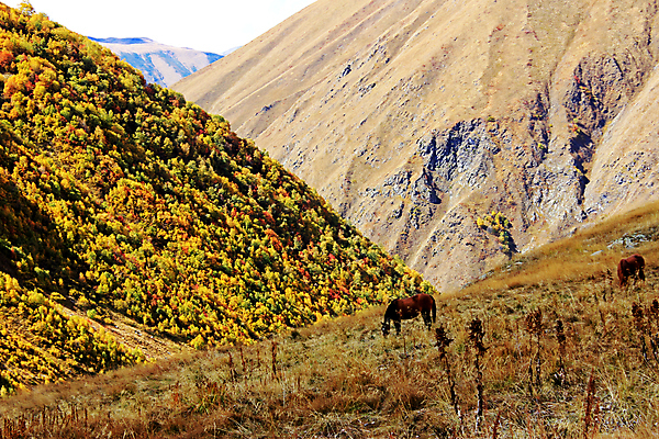 포토 JPG 해외이미지 동물 디자인 실루엣 스포츠 포즈 백그라운드 일러스트 포유류 자연 사람없음 여름 반려동물 달리기 뷰티 농장 갈색 머리 검은색 힘 경쟁 자유 흰색 승마 도박 군중 심볼 속도 갈기 고립 라이더 조지아 해외포토 계절 컬러 컨셉 농업 모션 촬영기법 사람 신체부위 생태계 동유럽 파일형식 이미지허브