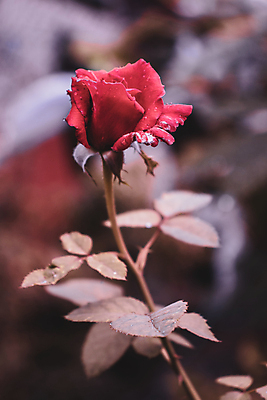 포토 JPG 해외이미지 식물 꽃 분홍색 백그라운드 꽃무늬 자연 벽지 발렌타인데이 선물 사랑 사람없음 장식 빨간색 초록색 물 컬러풀 뷰티 장미 정원 벚꽃 흰색 신선 떨어짐 이슬 묘사 아로마 내추럴 스타일 해외포토 자연요소 감정 컬러 컨셉 무늬 데이이벤트 생태계 파일형식 이미지허브