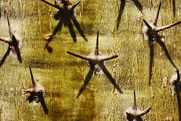 포토 JPG 해외이미지 모양 나무 식물 디자인 선 백그라운드 패턴 자연 추상 그림자 풍경 사람없음 그래픽 장식 초록색 햇빛 갈색 맑음 성장 거친 가시 묘사 질감 날카로움 나무껍질 스파이크 고립 마다가스카르 이국적 해외포토 컬러 무늬 날씨 태양 껍질 생태계 파일형식 이미지허브