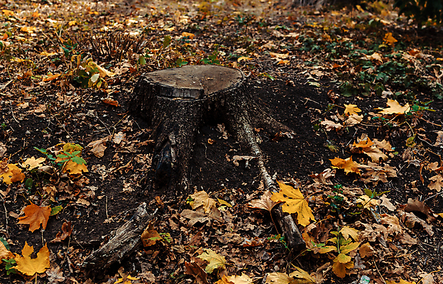 포토 JPG 해외이미지 나무 식물 디자인 계절 공원 백그라운드 컨셉 단풍 잎 패턴 오렌지 텍스트 자연 추상 사람없음 목재 단어 갈색 노란색 3D 어둠 수확 시골 뜨거움 분위기 숲 9월 심볼 질감 설정 10월 내추럴 그런지 옛날 카피스페이스 해외포토 문자 공공시설 컬러 무늬 농업 과일 재료 공백 날짜 디지털합성 생태계 파일형식 이미지허브