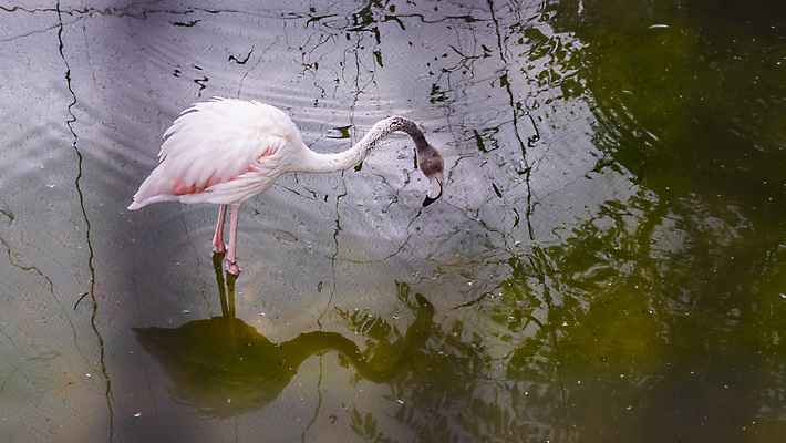 포토 JPG 해외이미지 동물 호수 야생동물 분홍색 백그라운드 패턴 오렌지 아프리카 자연 조류 동물원 서기 사람없음 빨간색 물 모래사장 컬러풀 뷰티 흰색 연못 그룹 플라밍고 깃털 부리 목 동물상 이국적 해외포토 자연요소 나라 바다 컬러 무늬 과일 모션 신체부위 조형물 생태계 파일형식 이미지허브