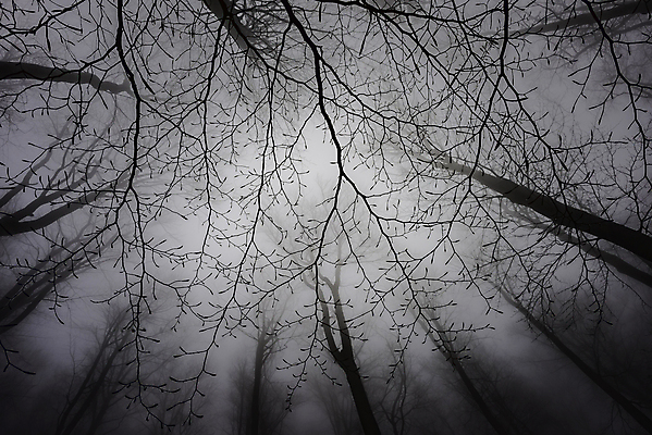 포토 JPG 해외이미지 나무 식물 계절 공원 실루엣 백그라운드 자연 하늘 날씨 왕관 풍경 사람없음 야외 목재 가로 환경 어둠 봄 안개 성장 나뭇가지 시골 그룹 정상 숲 큼 장면 나무껍질 내추럴 뿌연 해외포토 공공시설 재료 촬영기법 껍질 크기 생태계 파일형식 이미지허브