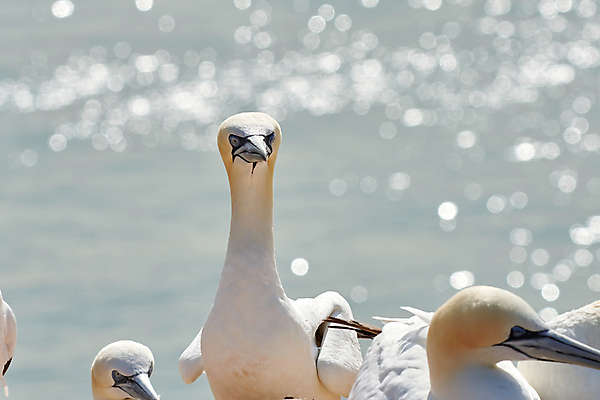 포토 JPG 해외이미지 동물 야생동물 바다 섬 여행 백그라운드 날개 자연 조류 풍경 사람없음 야외 물 여름 파란색 빛 컬러풀 노란색 환경 놀람 흰색 그룹 깃털 부리 부드러움 내추럴 강렬 식민지 인구 흥미 많음 해외포토 자연요소 계절 감정 컬러 컨셉 표정 감각 생태계 파일형식 이미지허브