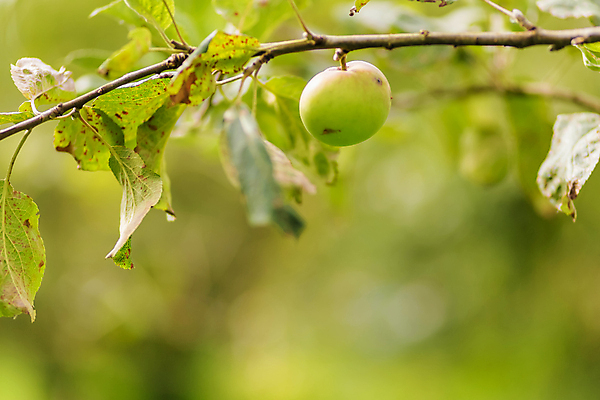 포토 JPG 해외이미지 나무 식물 계절 음식 백그라운드 잎 농업 과일 자연 건강 사람없음 야외 빨간색 초록색 여름 농장 정원 수확 성장 가을 나뭇가지 신선 그룹 달콤 맛 사과 소프트포커스 싱글 유기농 내추럴 숙성 카피스페이스 해외포토 웰빙 산업 컬러 컨셉 촬영기법 공백 생태계 파일형식 이미지허브