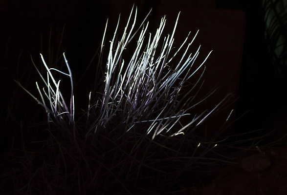 포토 JPG 해외이미지 식물 지구 따뜻함 종류 사람없음 빛 어둠 힘 활발 다양 에너지 심볼 소재 광합성 방사선 스펙트럼 자외선 해외포토 다수 컨셉 파일형식 이미지허브