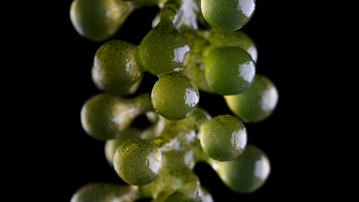 포토 JPG 해외이미지 식물 아시아 음식 바다 백그라운드 잎 다이어트 채소 재료 자연 포도 건강 요리 사람없음 초록색 물 일본 수중 식사 신선 해조류 유기농 날것 내추럴 채식주의자 캐비아 비건 해외포토 자연요소 웰빙 나라 컬러 과일 식재료 해양식물 생태계 채식 파일형식 이미지허브