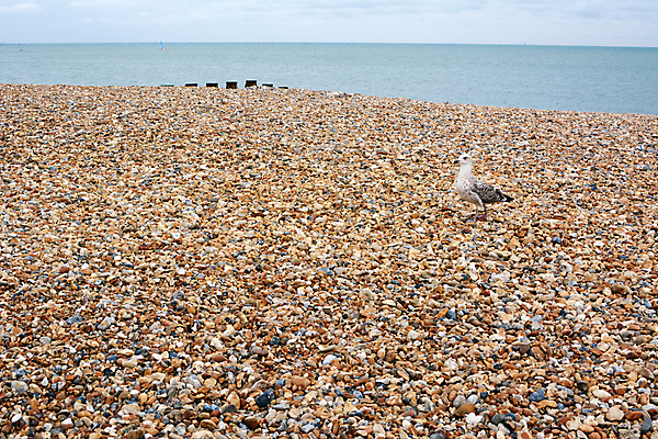 포토 JPG 해외이미지 바다 자연 갈매기 조류 잉글랜드 풍경 사람없음 조약돌 동물상 해외포토 동물 영국 조형물 돌_바위 생태계 파일형식 이미지허브