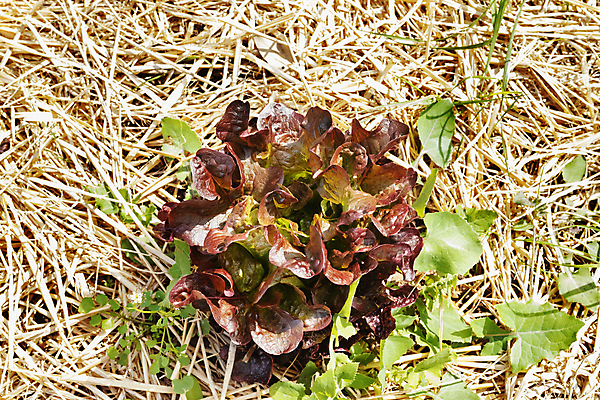 포토 JPG 해외이미지 식물 계절 음식 잎 농업 다이어트 채소 재료 자연 사람없음 야외 초록색 농장 정원 맑음 수확 성장 시골 신선 맛 상추 먹기 유기농 날것 건강식 내추럴 채소밭 땅바닥 채식주의자 세련 해외포토 웰빙 산업 컬러 컨셉 밭 모션 날씨 바닥 건강 생태계 채식 파일형식 이미지허브