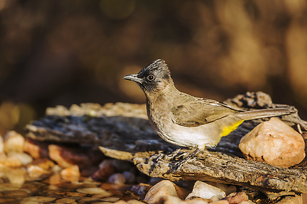 포토 JPG 해외이미지 동물 야생동물 아프리카 자연 조류 국립공원 사람없음 가로 관광지 연못 보호 사파리 남아프리카 보츠와나 보호구역 해외포토 공원 나라 여행 컨셉 생태계 구역 파일형식 이미지허브