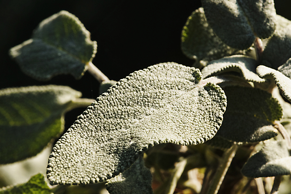 포토 JPG 해외이미지 식물 음식 백그라운드 잎 패턴 재료 건강 요리 사람없음 야외 초록색 빛 머리카락 정원 맑음 성장 나뭇가지 신선 닫기 약초 허브 유기농 질감 날것 향 상록수 내추럴 세이지 해외포토 나무 웰빙 컬러 무늬 모션 날씨 머리 풀_식물 파일형식 이미지허브