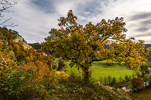 포토 JPG 해외이미지 나무 식물 계절 공원 여행 잎 밭 오렌지 자연 산 국립공원 풍경 사람없음 컬러풀 노란색 마을 환경 하이킹 가을 나뭇가지 시골 황금 숲 오솔길 오르기 천국 10월 다뉴브강 방법 해외포토 공공시설 길 컬러 농업 과일 모션 레저 날짜 생태계 파일형식 이미지허브