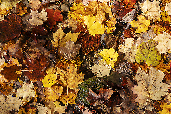 포토 JPG 해외이미지 계절 호수 파도 이동 잎 오렌지 자연 표면 사람없음 야외 초록색 물 파란색 강 노란색 환경 젖음 조약돌 신선 액체 개울 내추럴 해외포토 자연요소 식물 바다 컬러 컨셉 과일 돌_바위 생태계 파일형식 이미지허브