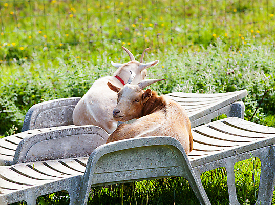 포토 JPG 해외이미지 동물 커플 여자 남자 야생동물 포즈 백그라운드 밭 의자 포유류 자연 휴가 염소 친절 사랑 사람없음 야외 초록색 농장 갈색 머리 가축 흰색 시골 휴게실 군중 손목시계 거짓말 밭일 반추동물 해외포토 감정 시계 컬러 가구 농업 장신구 관계 사람 신체부위 생태계 파일형식 이미지허브