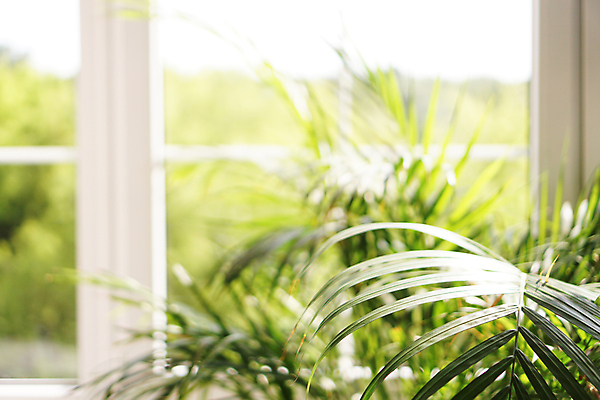 포토 JPG 해외이미지 식물 디자인 꽃 벽 백그라운드 컨셉 비즈니스 창문 자연 벽돌 주택 실내 사람없음 내부 건물 목재 초록색 여름 빛 사무실 우주 정원 공백 방 성장 흰색 4 재산 고급 냄비 큼 그림 원예 뒤뜰 판유리 해외포토 나무 건축물 계절 컬러 재료 유리 취미 금융 숫자 솥 크기 생태계 파일형식 이미지허브