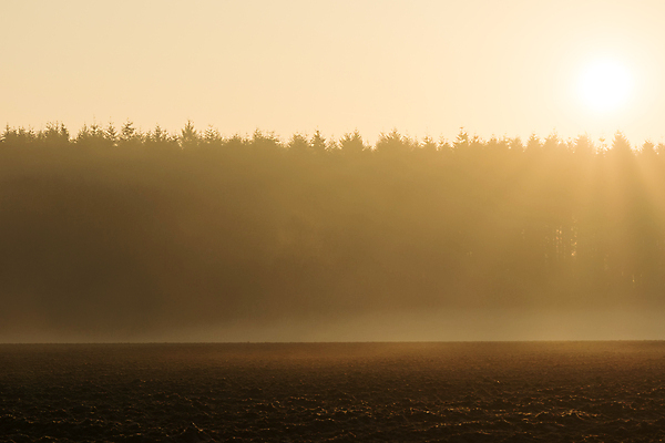 포토 JPG 해외이미지 나무 계절 백그라운드 밭 자연 하늘 아침 사람없음 야외 빛 햇빛 태양 일출 맑음 황혼 일몰 봄 새벽 안개 시골 신선 숲 땅 장면 내추럴 뿌연 해외포토 주간 자연요소 식물 농업 날씨 노을 생태계 파일형식 이미지허브