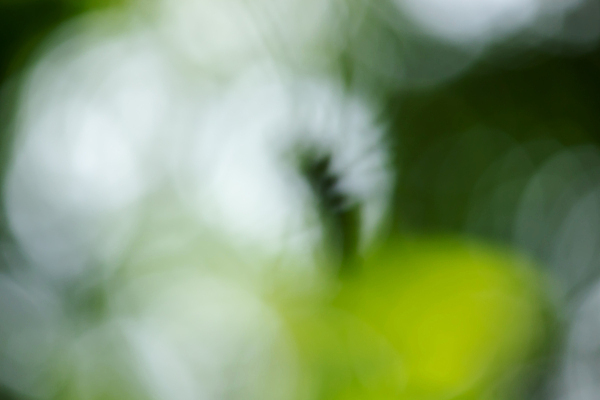 포토 JPG 해외이미지 나무 식물 디자인 계절 백그라운드 컨셉 잎 패턴 밭 자연 벽지 추상 미술 사람없음 아웃포커스 그래픽 초록색 여름 빛 컬러풀 햇빛 태양 뷰티 정원 맑음 봄 신선 원형 소프트포커스 질감 보케 부드러움 내추럴 광 블러 효과 해외포토 자연요소 도형 컬러 무늬 농업 날씨 문화예술 촬영기법 감각 생태계 파일형식 이미지허브