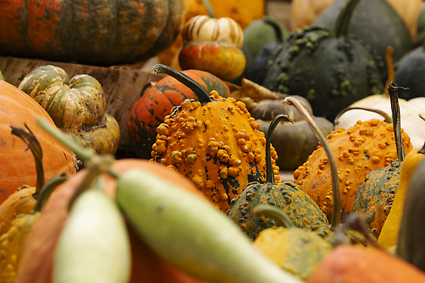 포토 JPG 해외이미지 식물 계절 열매 음식 겨울 농업 채소 오렌지 과일 자연 호박 오이 건강 사람없음 야외 초록색 농작물 바구니 환경 정원 흙 할로윈 수확 신선 도시 그룹 스페인 과수원 수집 유기농 원예 먼지 지역 스쿼시 마드리드 생태학 채식주의자 비건 해외포토 웰빙 교육 유럽 산업 스포츠 컬러 취미 구기 생태계 채식 파일형식 이미지허브